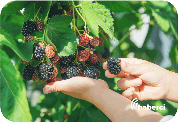 Örtü altında üretiliyor, kilosu 80 TL'den satılıyor