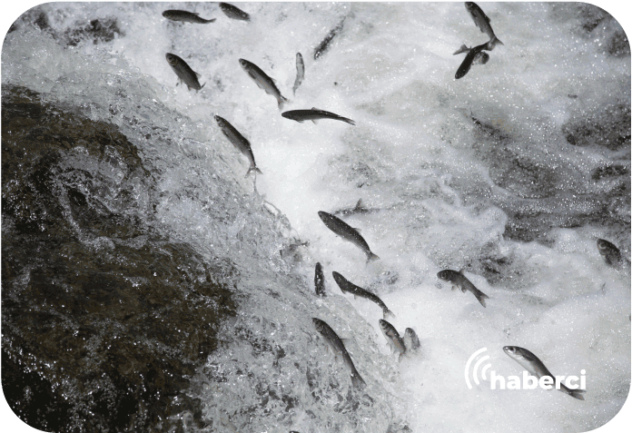 İnci kefalinin zorlu göçü