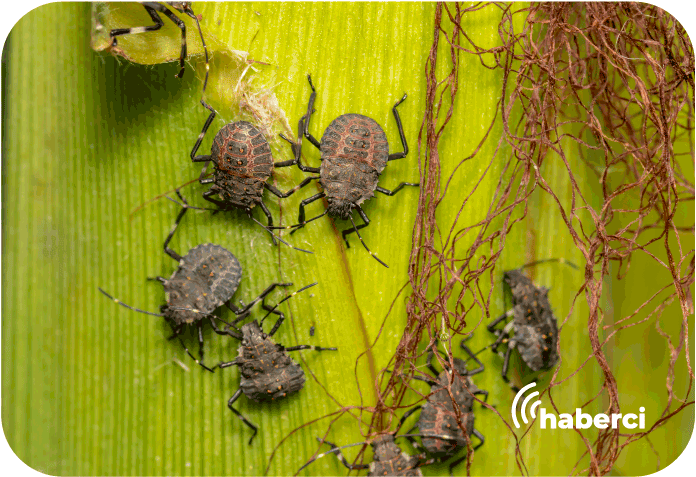 Maritza Mendez bilan porno video