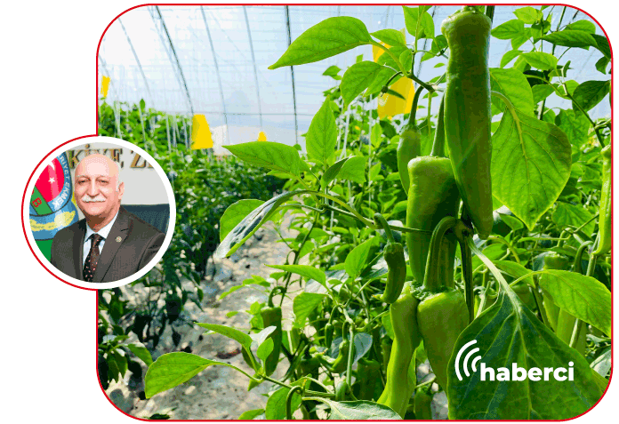 sebze seracılığı