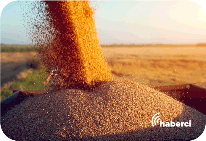 buğday hasadı