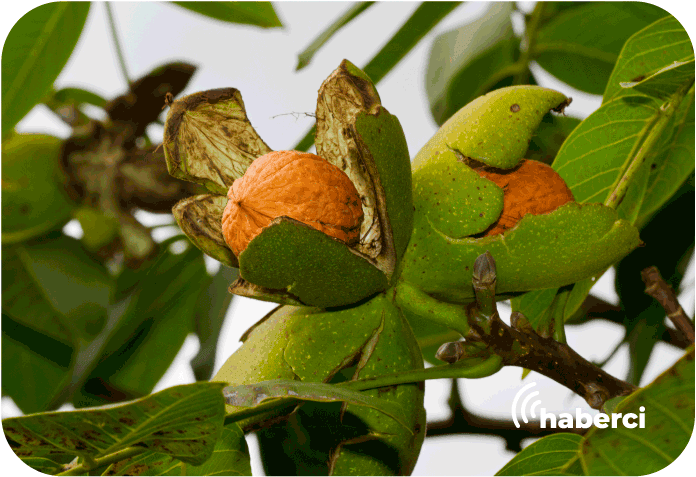 soğuk hava ceviz ağaçlarını vurdu