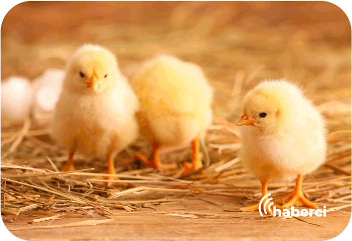 devlet desteği, çiftlik