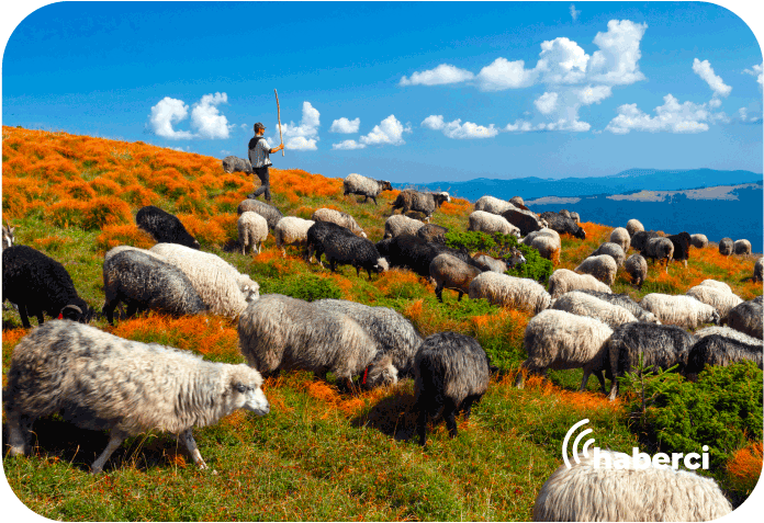 50 bin lira maaşa çoban bulamıyorlar