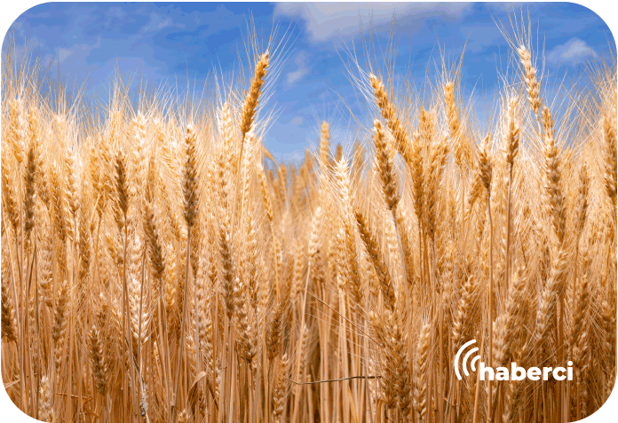 buğday hasat edildi