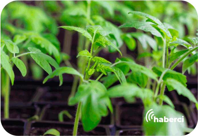 40 bin sebze fidanı