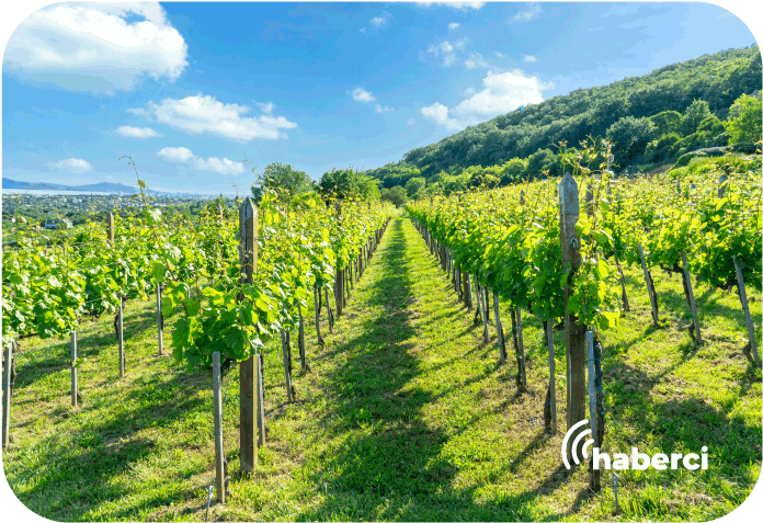 aşırı sıcaklar üzüm bağlarını vurdu