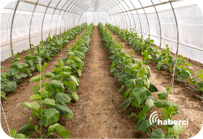 serada verimi 5 kat arttı