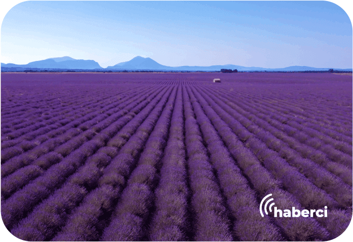 lavanta hasadı