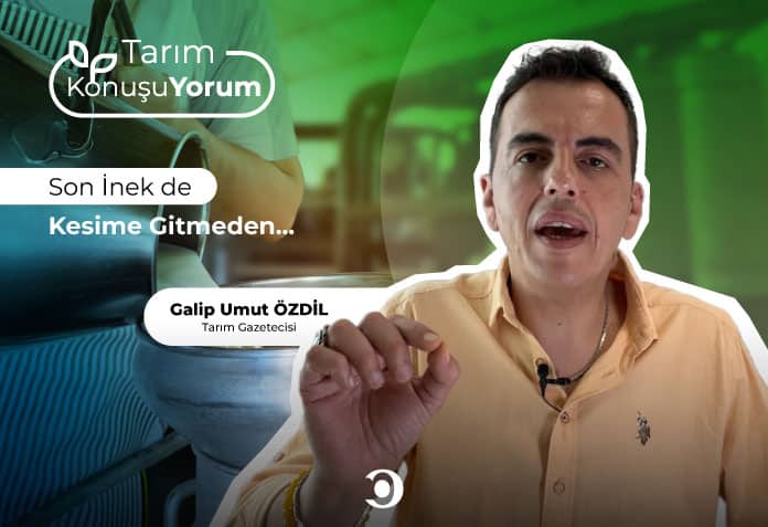 son inek de kesime gitmeden