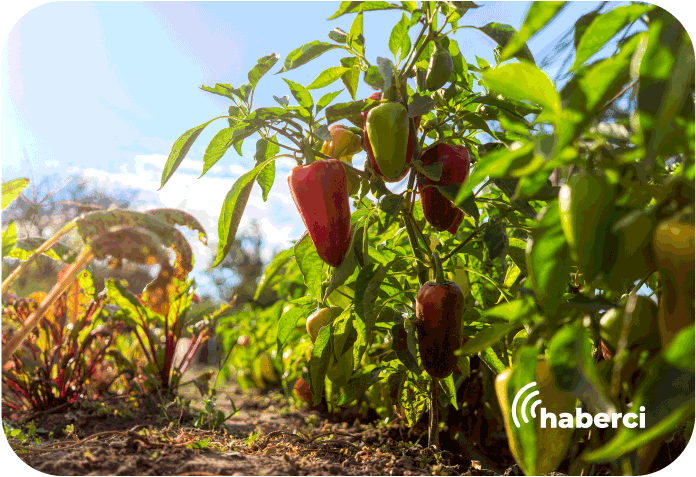 kendi işinin patronu oldu
