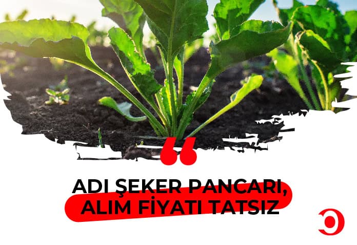 şeker pancarı