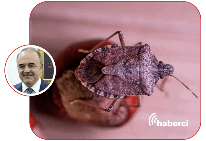 kahverengi kokarcaya karşı mücadele