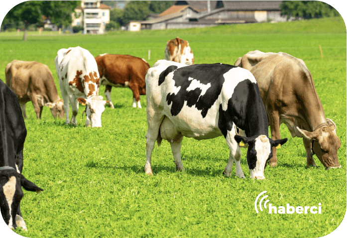 karbon depolamada inekler katkı sağlıyor