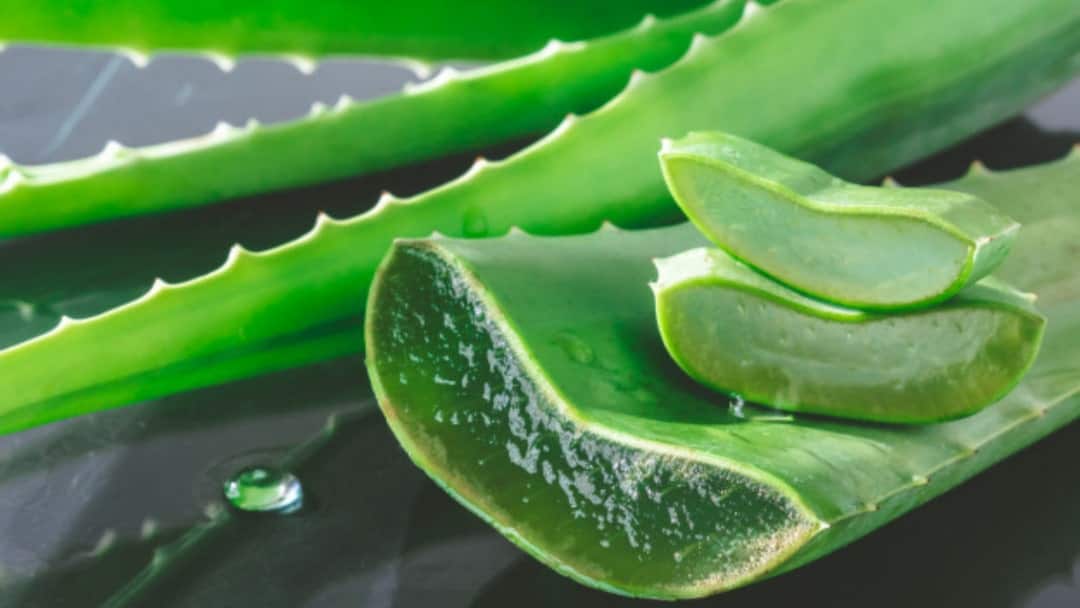 Aloe vera