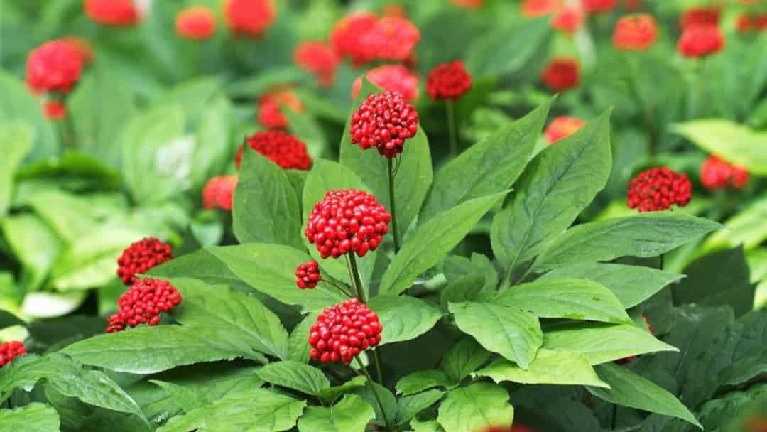 Ginseng