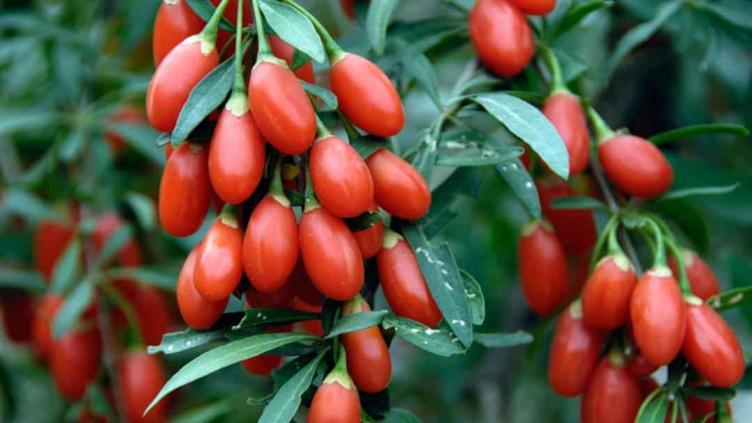 Goji Berry