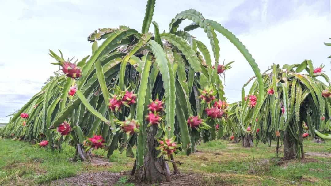 Pitaya (Ejder meyvesi)