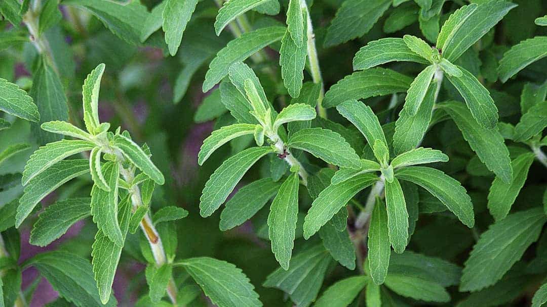Stevia