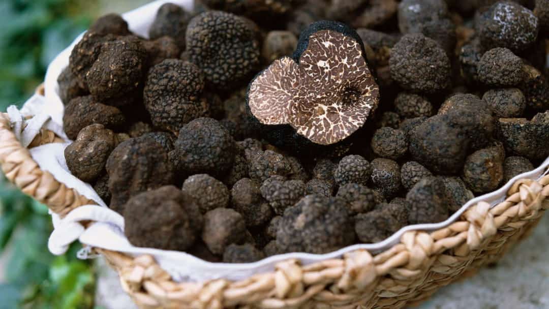 Trüf mantarı