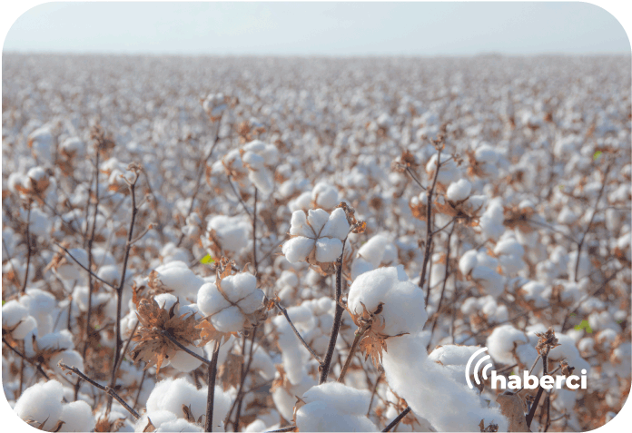 organik pamuk yetiştiriciliği değerlendirme toplantısı
