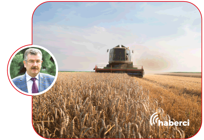 2024 buğday üretimi için umut verici tahminler
