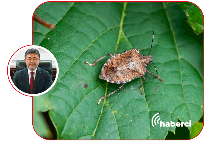 kahverengi kokarca ile mücadele eylem planı