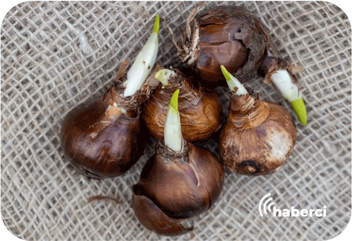 doğal çiçek soğanları