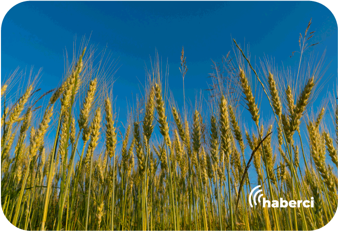 yem bitkileri eğitim seferberliği