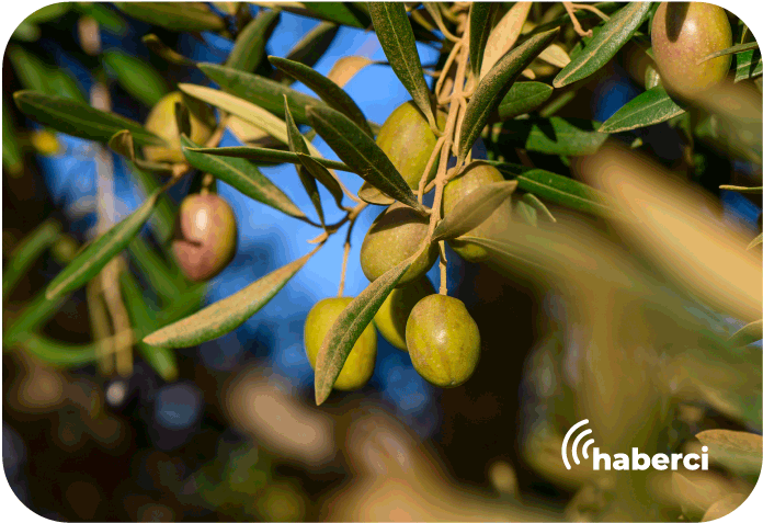 zeytin ve sanatın eşsiz buluşması