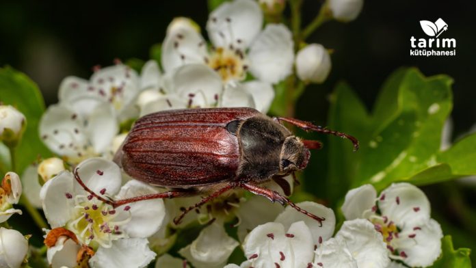 Mayıs böceği ile nasıl mücadele edilir