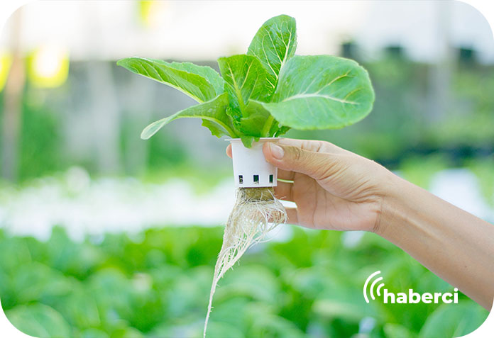 Iğdır Üniversitesi Topraksız Tarım ünitesi