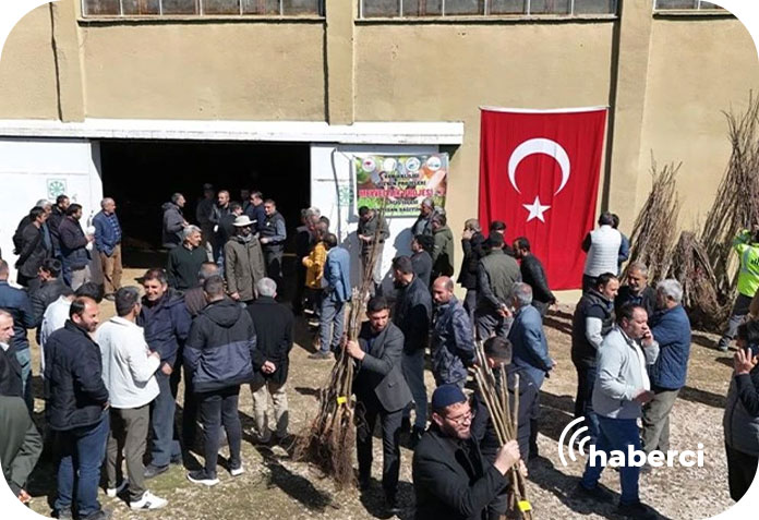 Erciş meyve fidanı