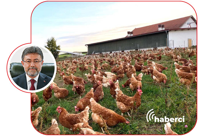 Türkiye'de Kanatlı üretimi
