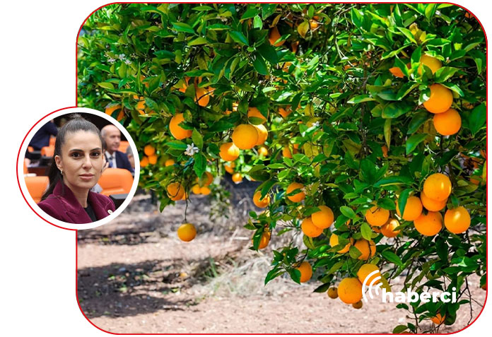 Narenciye destek çağrısı