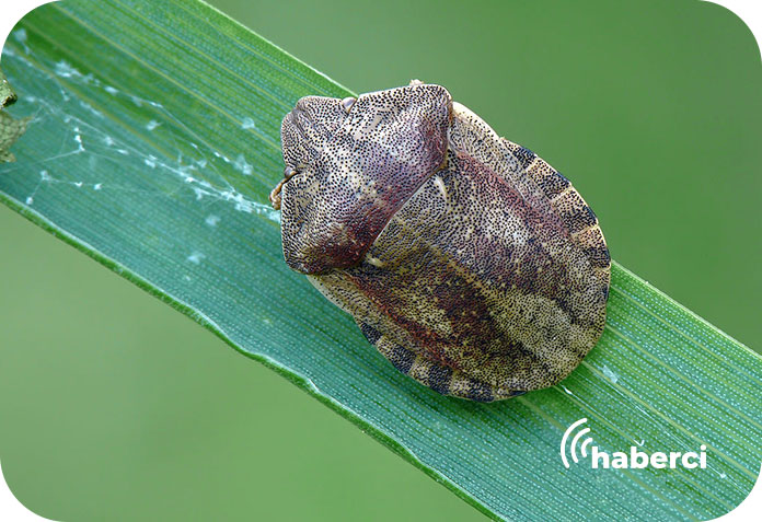 Süne zararlısı ile mücadele eğitimi