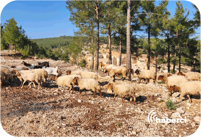 tekirdagda-meraler-verimlilikle-bulusuyor Tekirdağ'da meralar verimlilikle buluşuyor