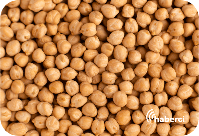 Urla Belediyesi'nden üreticiye destek: Nohut tohumu dağıtıldı