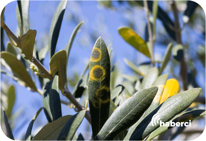 Zeytin üreticilerine destek: halkalı leke hastalığına karşı mücadele