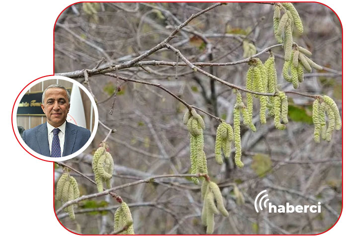 Fındıkta zirai don tespit edildi