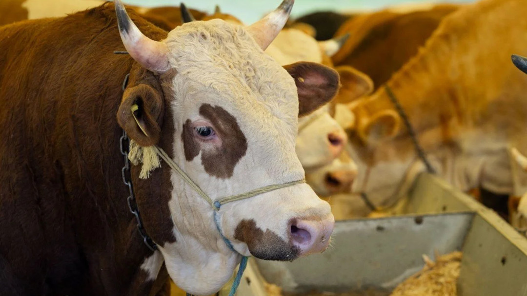 2025 KURBANLIK FİYATLARI NE KADAR? CANLI DANA, KOYUN, KEÇİ, BÜYÜKBAŞ 2 Kurban pazarı fiyatları