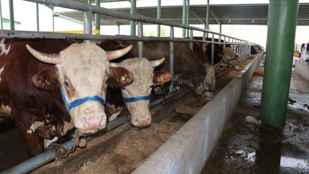 2025 KURBANLIK FİYATLARI NE KADAR? CANLI DANA, KOYUN, KEÇİ, BÜYÜKBAŞ 1 Büyükbaş kurbanlık canlı fiyatları