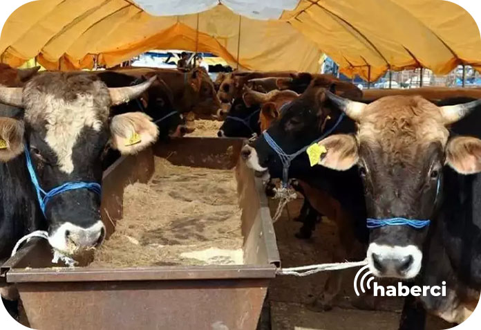 kurbanlik-fiyatlari 2025 kurbanlık fiyatları