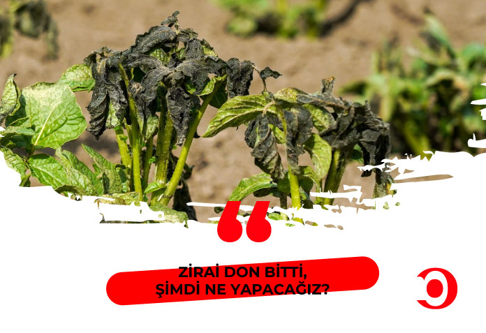 Zirai don bitti, şimdi ne yapacağız