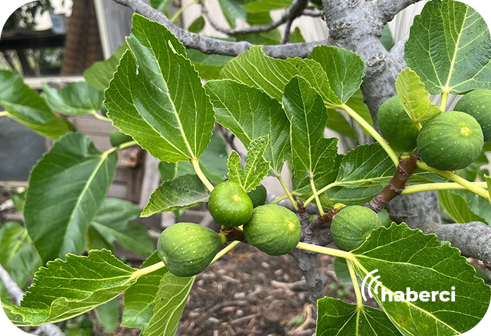 Aydın kuru incir stratejik buluşma