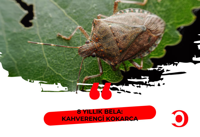 Kahverengi kokarca