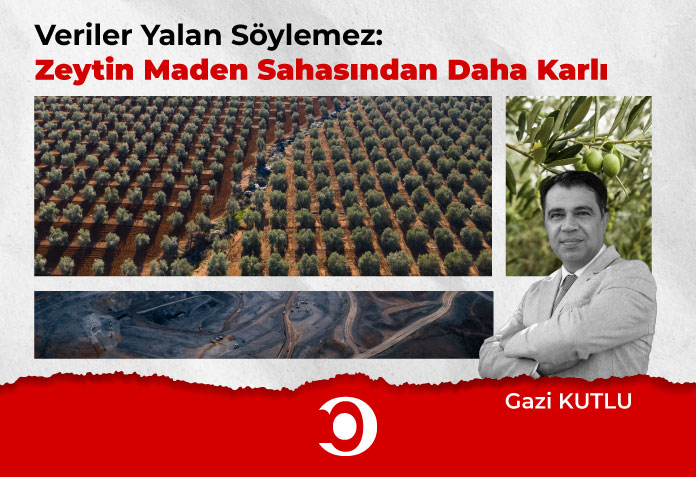 Zeytin maden sahasından daha karlı