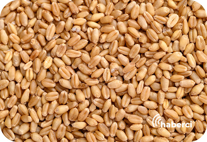 Bayraktar-2000 buğday çeşidi