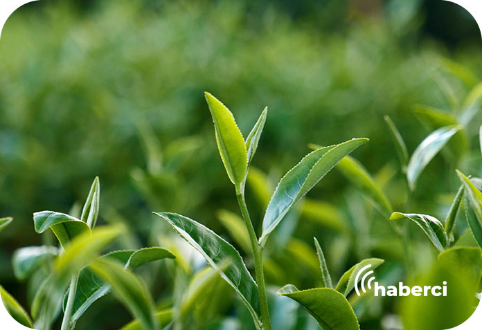 Çaykur çay alımları