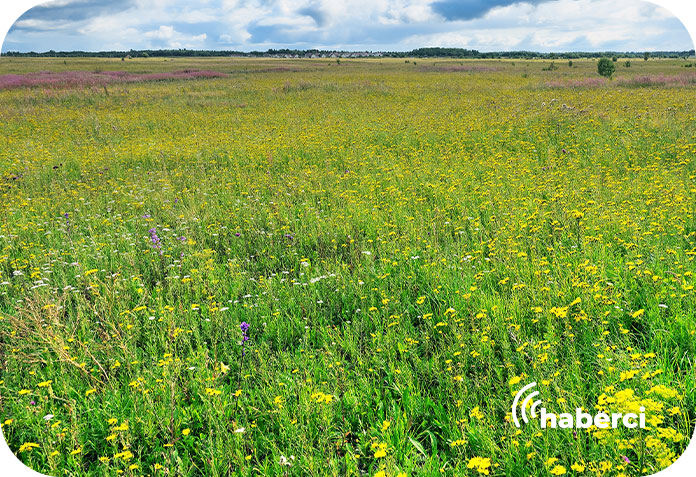 Atıl Tarım Arazileri